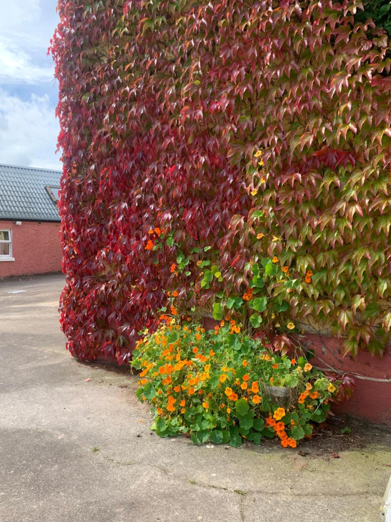 Wisteria Cottage Ballyconnell  Buitenkant foto